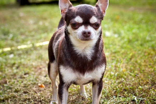 Rozkošný malý Chihuahua pes na procházce v čerstvém vzduchu — Stock fotografie