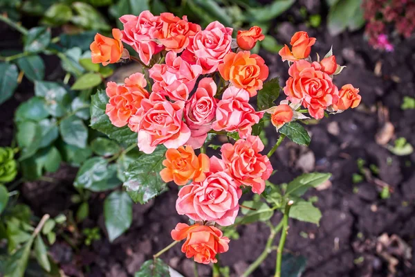 Помаранчевий кущ троянди в саду в літній день Ліцензійні Стокові Зображення