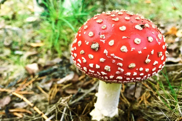 Autumn mushrooms fly agaric in the autumn forest. Closeup of fly agaric mushrooms. Amanita muscaria