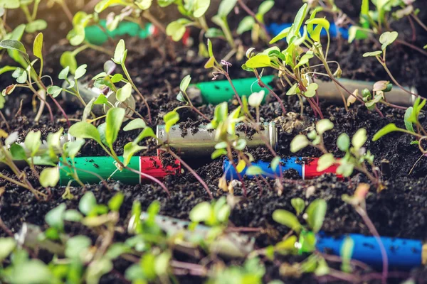 Las Baterías Alcalinas Usadas Encuentran Suelo Donde Crecen Las Plantas —  Fotos de Stock