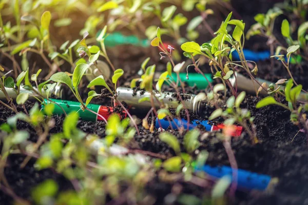 Las Baterías Alcalinas Usadas Encuentran Suelo Donde Crecen Las Plantas —  Fotos de Stock