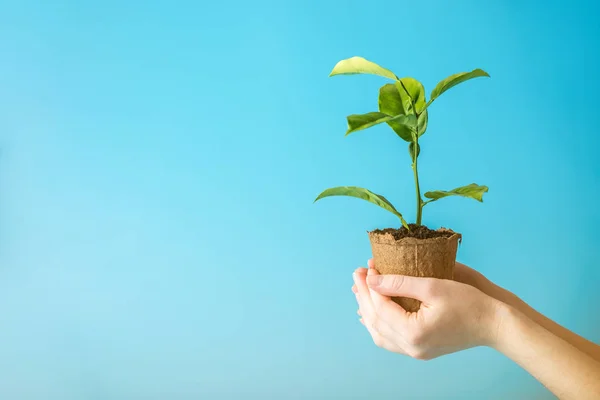 Brote Nuevo Árbol Verde Suelo Manos Humanas Sobre Fondo Azul — Foto de Stock