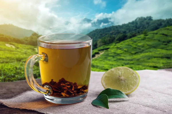 Szkło Kubek Gorącej Herbaty Brązowy Kawałkiem Cytryny Stole Tle Plantacji — Zdjęcie stockowe