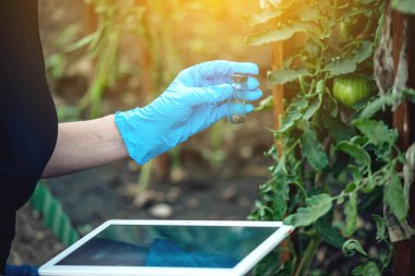 Kadın uzman ziraat mühendisi toprak ve bir tablet örneği tutuyor. Kavram çevre dostu çiftlik üretim nitrat olmadan.