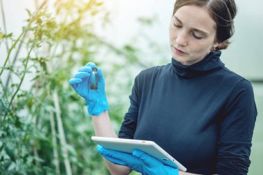 Kadın uzman ziraat mühendisi toprak ve bir tablet örneği tutuyor. Kavram çevre dostu çiftlik üretim nitrat olmadan.