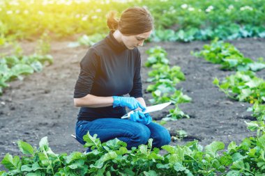Bir tablet tutan kadın uzman ziraat mühendisi. Tarım Çiftlikleri ve kalite kontrol kavramı