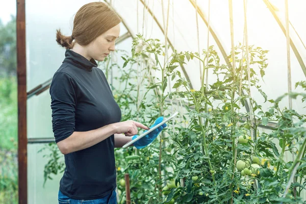 Szakember Agronómus Gazdaság Egy Tabletta Környezetbarát Termelési Gazdaságok Fogalmának — Stock Fotó