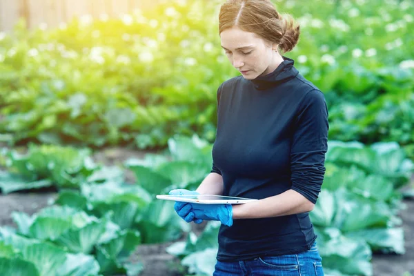 Kvinna Agronom Specialist Fältet Gården Innehar Tablett Begreppet Kvalitetskontroll Produktionen — Stockfoto