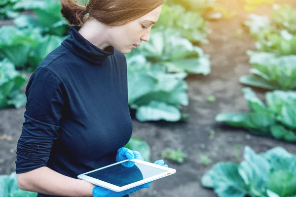 Mulher Agrônomo Especialista Campo Fazenda Segurando Tablet Conceito Controle Qualidade — Fotografia de Stock