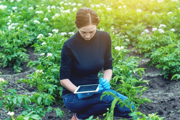 Kadın Ziraat Mühendisi Bir Tablet Kullanarak Çiftlik Alanın Uzmanı Üretimde — Stok fotoğraf