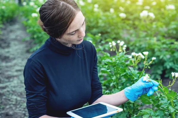 Agronom Mladá Žena Držící Vzorek Půdy Tablet Koncept Ekologické Zemědělské — Stock fotografie