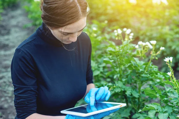 Kvinna Agronom Specialist Fältet Gård Med Surfplatta Begreppet Kvalitetskontroll Produktionen — Stockfoto