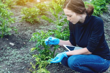 Toprak örneği ve bir tablet tutan genç ziraat mühendisi kadın. Kavram çevre dostu çiftlik üretim nitrat olmadan.