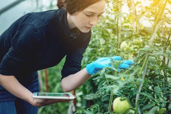 Kvinna Specialist Agronom Håller Tablett Begreppet Miljövänlig Produktion Gårdar — Stockfoto