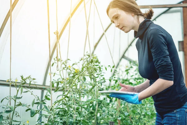Kvinna Specialist Agronom Håller Tablett Begreppet Miljövänlig Produktion Gårdar — Stockfoto