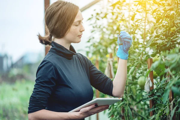 Agronom Specialista Žena Drží Vzorek Půdy Tablet Koncept Ekologické Zemědělské — Stock fotografie