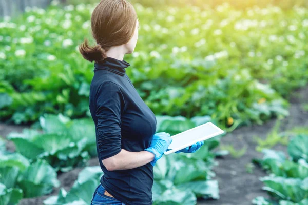Kadın Uzman Ziraat Mühendisi Bir Tablet Elinde Tutan Tarım Çiftlikleri — Stok fotoğraf