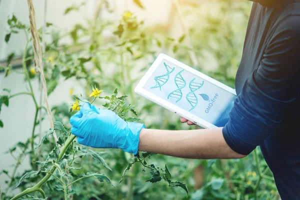 Mulher Cientista Engenheiro Genético Com Tablet Testando Planta Para Presença — Fotografia de Stock