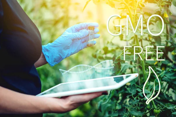 Woman scientist genetic engineer with a tablet testing the plant for the presence of genetic modification. GMO-free products and organisms