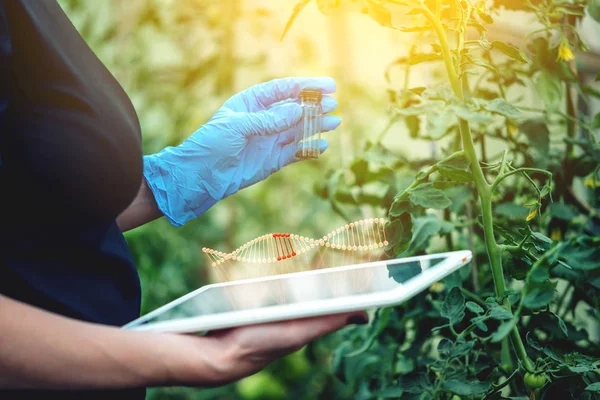 Woman scientist genetic engineer with a tablet testing the plant for the presence of genetic modification. GMO products and organisms