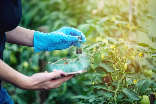 Woman scientist genetic engineer with a tablet testing the plant for the presence of genetic modification. GMO products and organisms