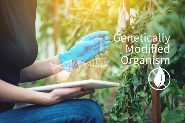 Scientist genetic engineer with a tablet testing the plant for the presence of genetic modification. Organisms and products polluted with GMOs