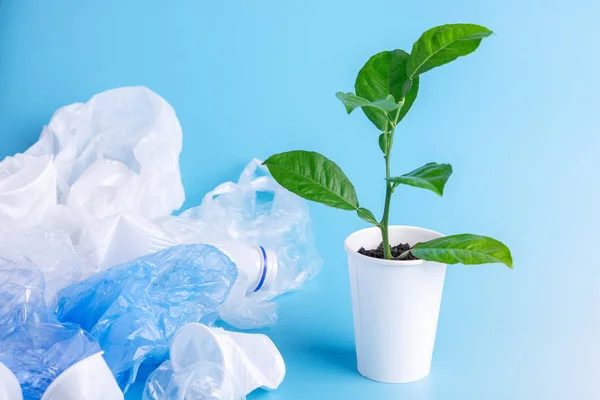 Planta Verde Crece Entre Basura Plástica Botellas Bolsas Sobre Fondo — Foto de Stock