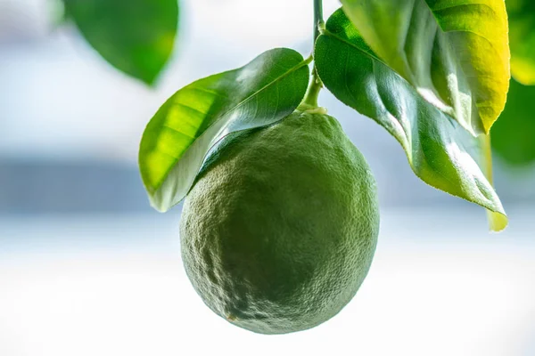 Verde lime crudo maturo con foglie su un ramo d'albero primo piano. Concetto di coltivazione di agrumi freschi — Foto Stock