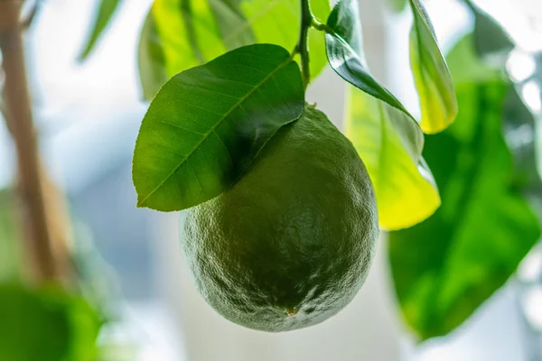 Verde lime crudo maturo con foglie su un ramo d'albero primo piano. Concetto di coltivazione di agrumi freschi — Foto Stock