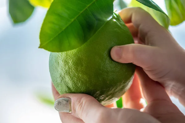 Mano che tiene verde lime grezzo con foglie su un ramo d'albero primo piano. Concetto di coltivazione di agrumi freschi — Foto Stock