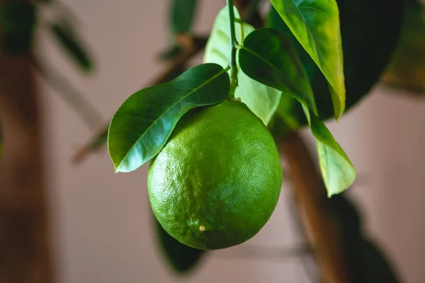 Verde lime crudo maturo con foglie su un ramo d'albero primo piano. Agrumi freschi in crescita — Foto Stock