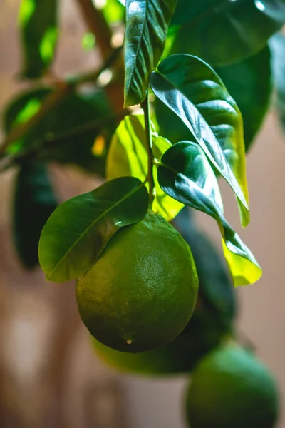 Verde lime crudo maturo con foglie su un ramo d'albero primo piano. Agrumi freschi in crescita — Foto Stock