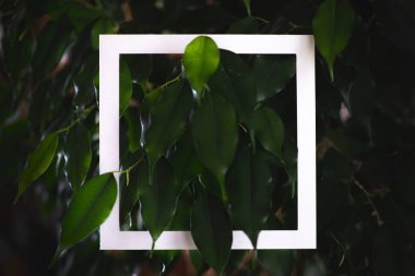 Kare çerçeve ve arka plan tropik bitkilerin yeşil yaprakların üzerinde. Doğa konulu kartpostal. Metin çerçevesi