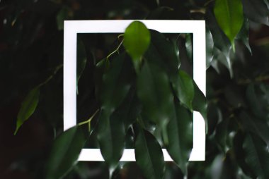 Kare çerçeve ve arka plan tropik bitkilerin yeşil yaprakların üzerinde. Doğa konulu kartpostal. Metin çerçevesi