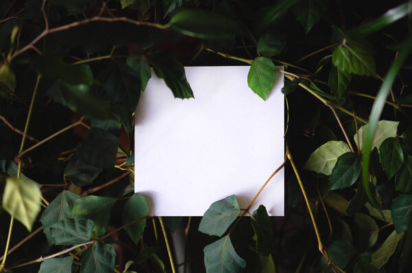 Квадратная бумага на фоне зеленых листьев тропических растений. Открытка на тему природы. Текстовый кадр
