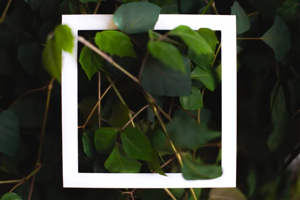 Čtvercový rám na pozadí zelených listů tropických rostlin. Pohlednice na téma přírody. Textový rámeček — Stock fotografie