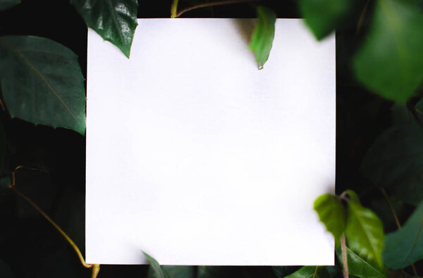 Квадратная бумага на фоне зеленых листьев тропических растений. Открытка на тему природы. Текстовый кадр

