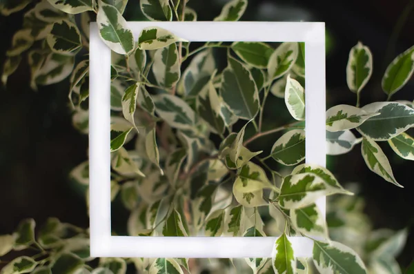 Square frame on the background of green leaves of tropical plants. Postcard on the theme of nature and the environment — Stock Photo, Image