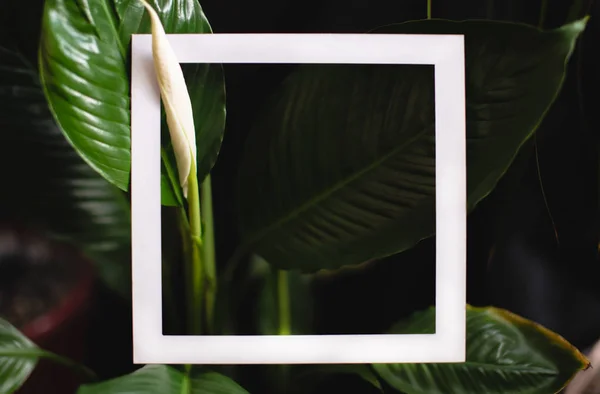 Čtvercový rám na pozadí zelených listů tropických rostlin. Pohlednice na téma příroda a životní prostředí — Stock fotografie