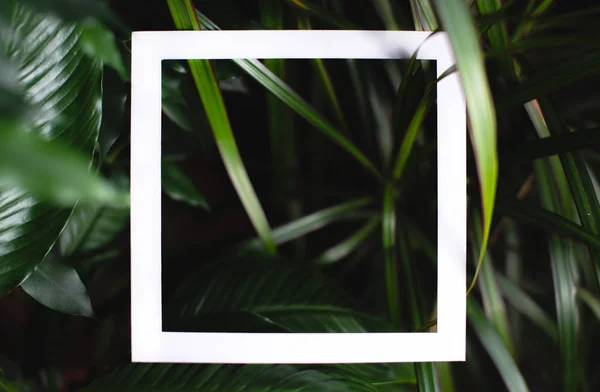 Čtvercový rám na pozadí zelených listů tropických rostlin. Koncept pohlednice na téma příroda — Stock fotografie
