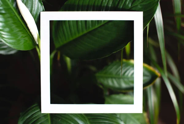 Čtvercový rám na pozadí zelených listů tropických rostlin. Koncept pohlednice na téma příroda — Stock fotografie