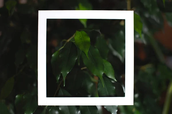 Čtvercový rám na pozadí zelených listů tropických rostlin. Pohlednice na téma příroda a životní prostředí — Stock fotografie