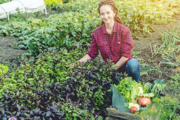 Genç mutlu çiftçi kadın tarımcı bahçede taze sebze topluyor. Bir ev çiftliğinde yetişen organik ham ürünler — Stok fotoğraf