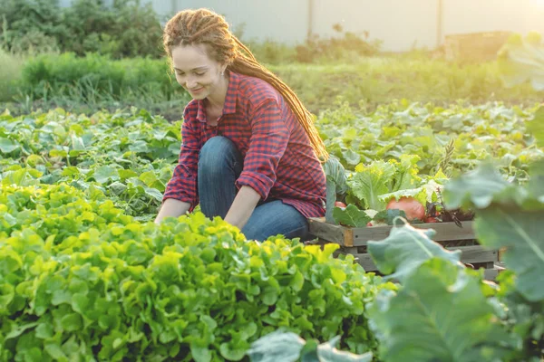 Giovane donna contadina agronomo raccoglie verdure fresche in giardino. Prodotti biologici coltivati in un'azienda agricola — Foto Stock