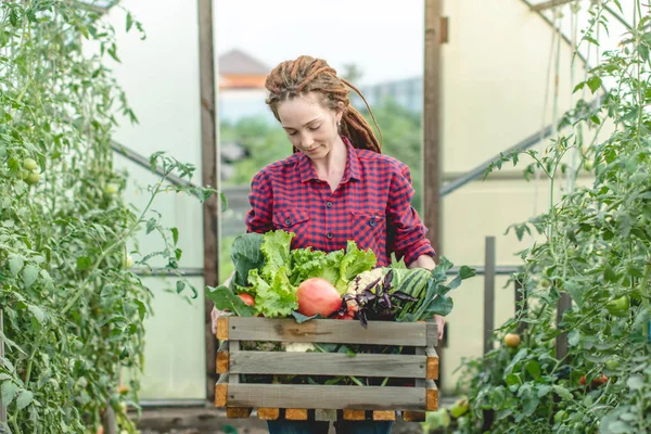 Genç çiftçi kadın bir serada taze sebze domatesleri topluyor. Çiftlikte yetişen organik ham ürünler. — Stok fotoğraf