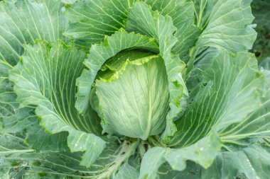 Bahçede taze çiğ lahana yakın.