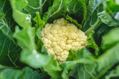 Bahçede taze çiğ karnabahar var. Kapatın.