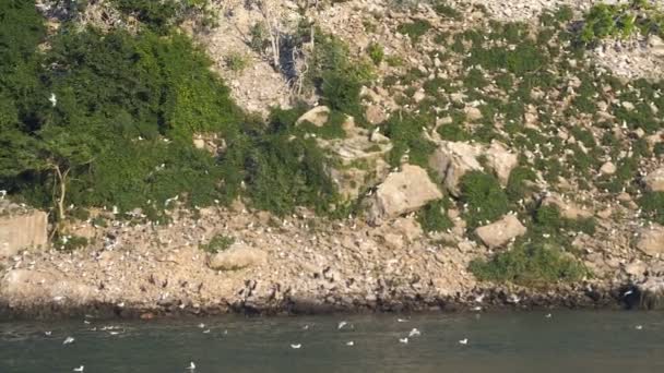 Colonie de mouettes sur les rochers, les falaises . — Video