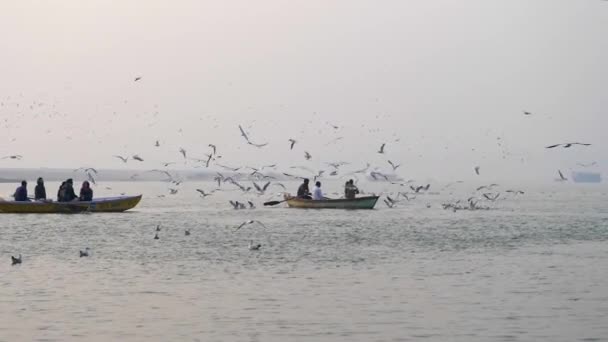 Летающие деревянные лодки и чайки . — стоковое видео