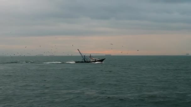 Barco de pesca con gaviotas volando tras él. — Vídeos de Stock